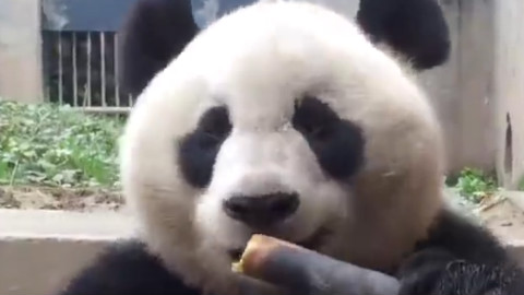 熊猫教你如何正确吃竹子
